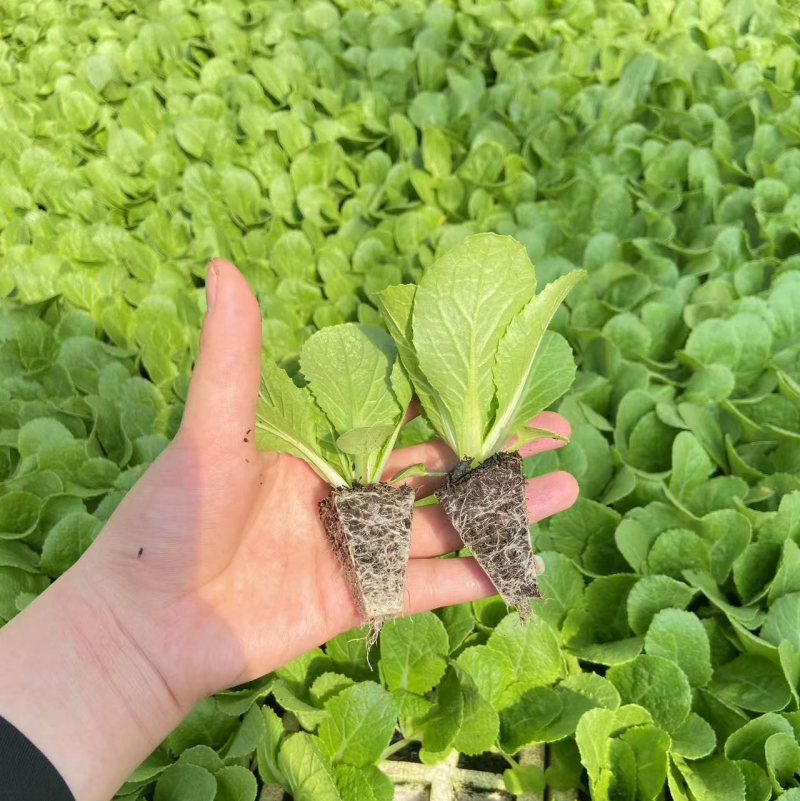 云南优质高山娃娃菜苗大白菜苗耐抽苔耐高温