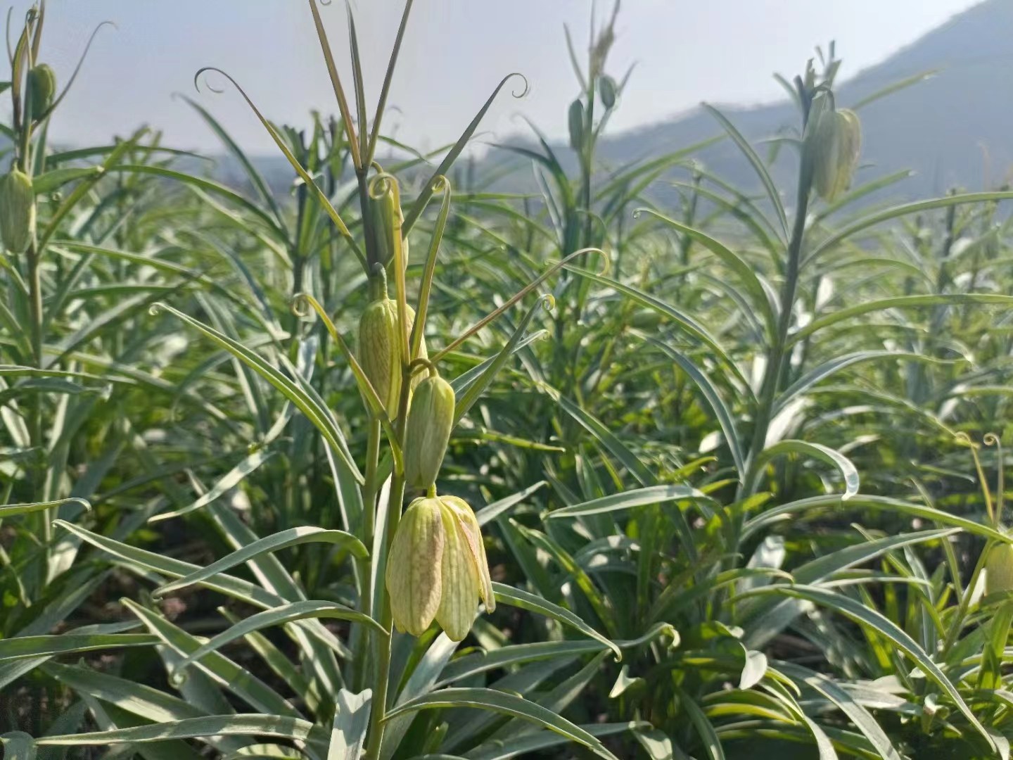 浙贝母植物生长实景