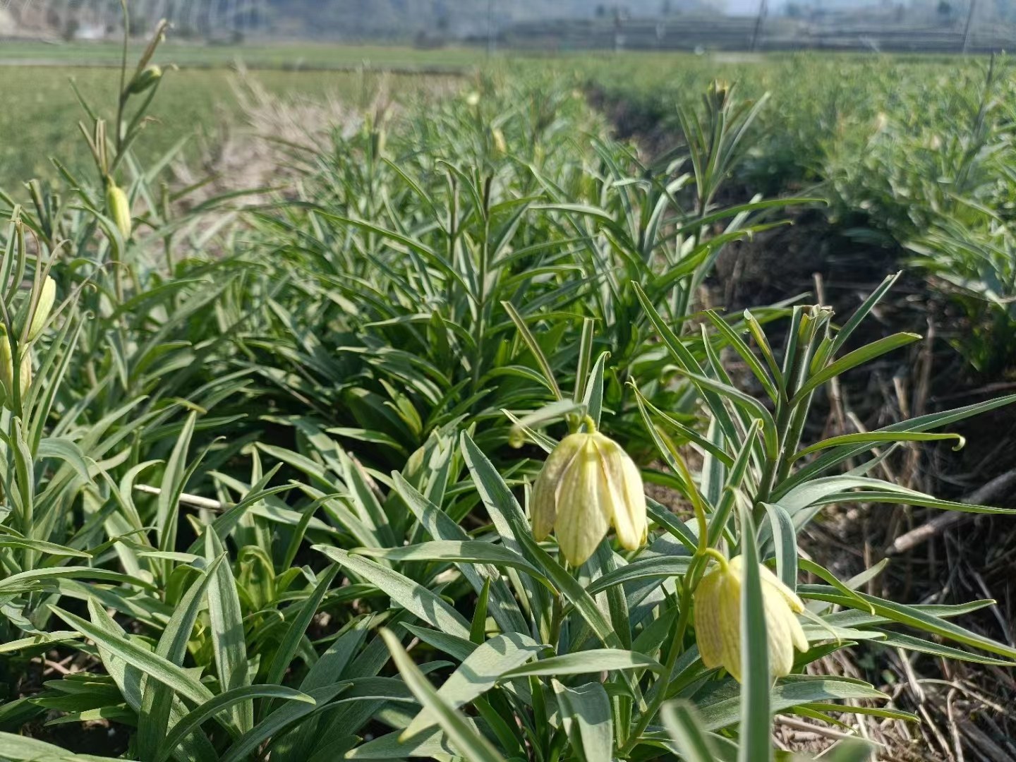 浙贝母植株特写