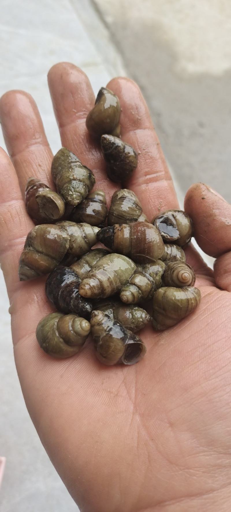 安徽14以上薄壳螺蛳田螺产地批发价量大优惠送货上门