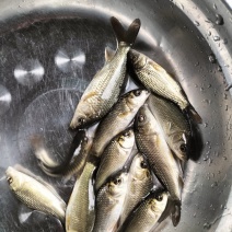 鲤鱼