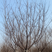 阳光樱—-山东大型基地苗圃大量现货低价希苗