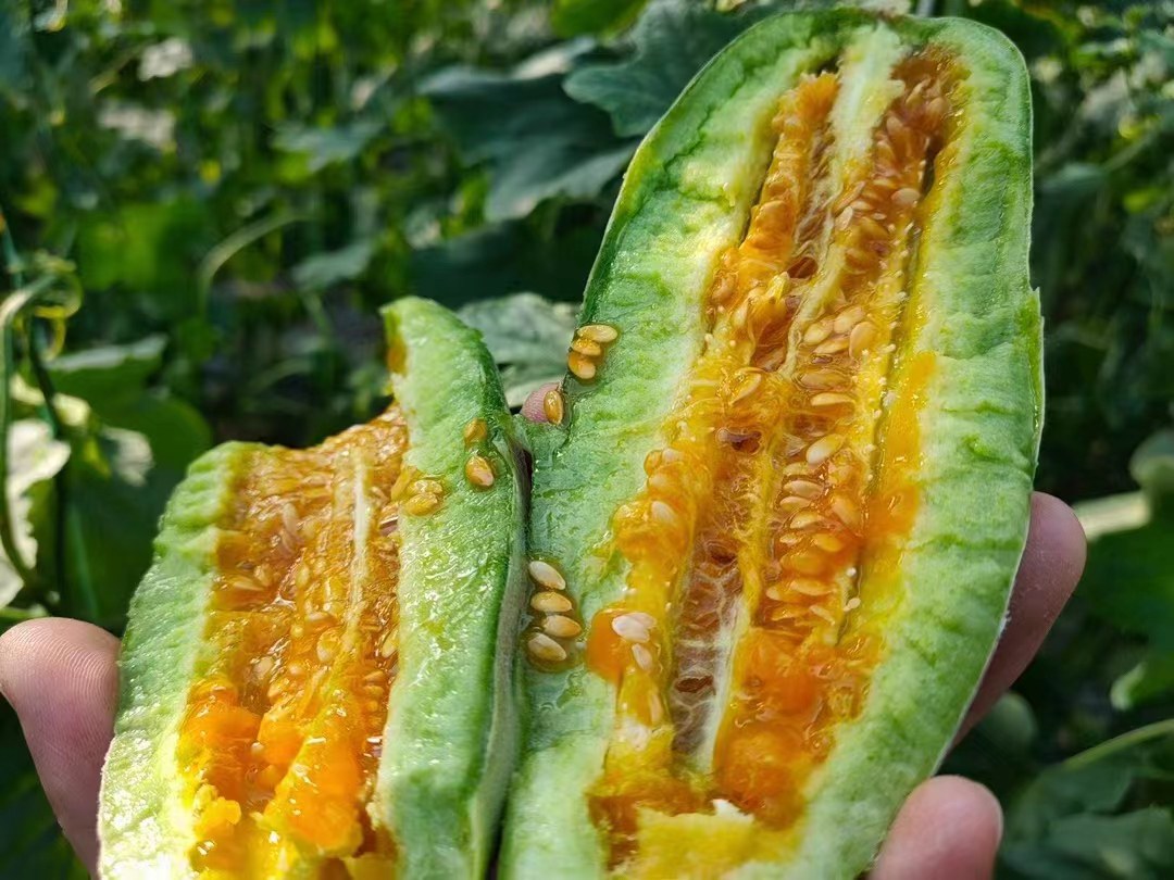 甜橙果肉与种子结构示意图