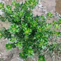 海桐苗种植基地，货发全国，批发零售