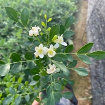 漳州市绿化苗木九里香苗（球）