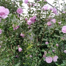 双花木槿