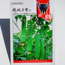 鼎牌优比1号丝瓜种子连续坐瓜特强清香味甜香丝瓜种籽特早熟