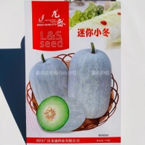 龙盛迷你小冬瓜种子杂交一代品种口感清香，嫩瓜老瓜两用