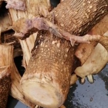 辣木根