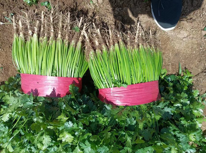 农贸市场摊位上整齐捆扎的蒿子杆,茎秆笔直翠绿,部分带少量叶片,摊主正在整理货物,背景有其他蔬菜陈列 市场售卖蒿子杆场景