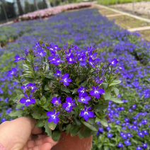 六倍利时花