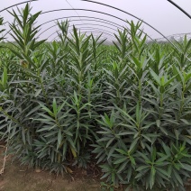 夹竹桃，营养杯苗，自家苗圃种植，量大，50至2米高