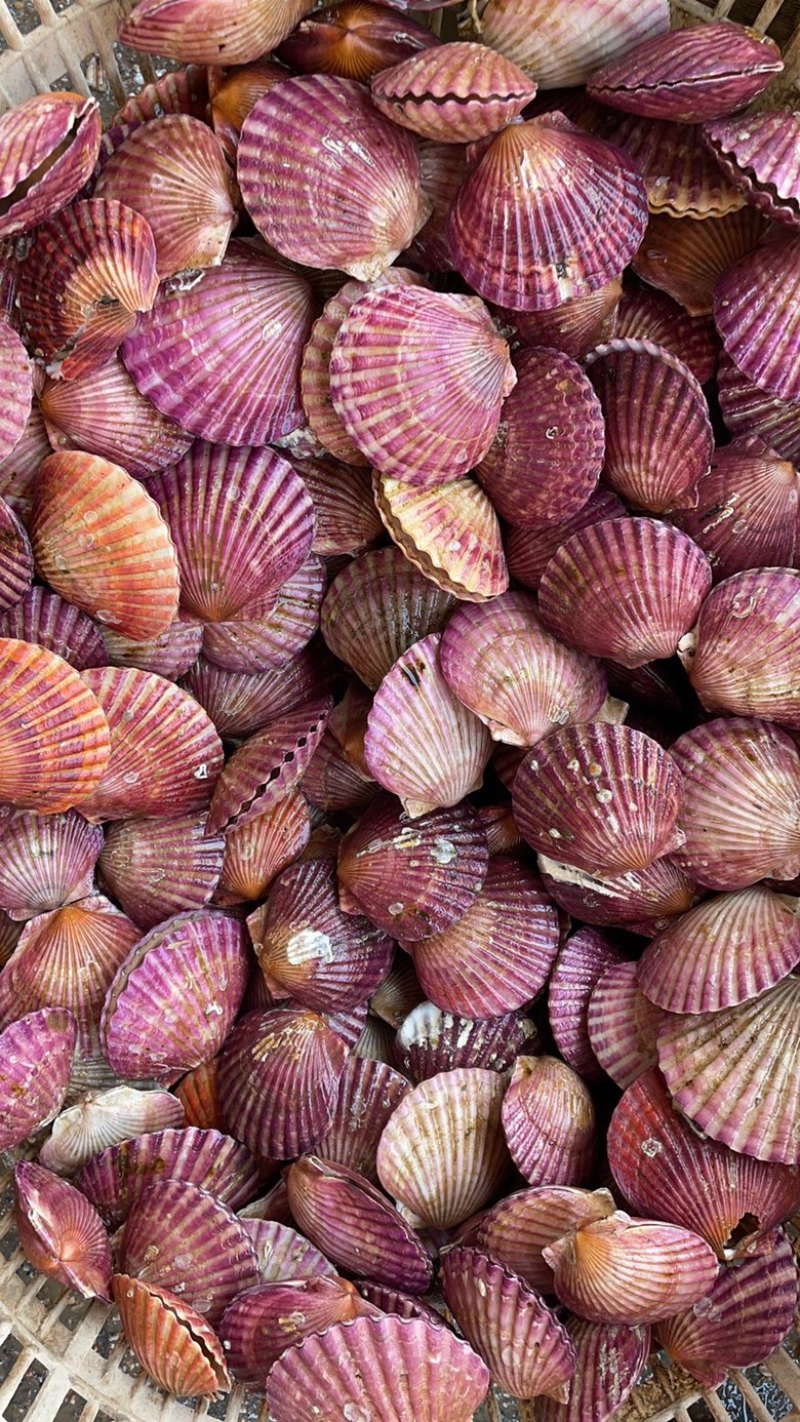 鲜活贝类海鲜水产小红贝扇贝港湾贝带壳贝类海鲜批发