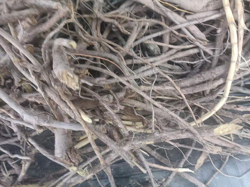 鱼腥草根焯水过程图