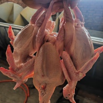 白条乳鸽，原粮乳鸽，鸽肉，老鸽子，对接餐饮批发商