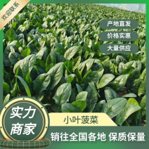 【实力商家推荐】山东菠菜常年大量供应产地一手货源诚信
