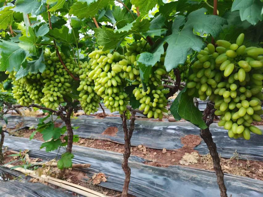 阳光玫瑰青提果园采摘图