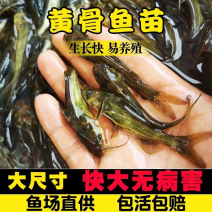 黄骨鱼苗