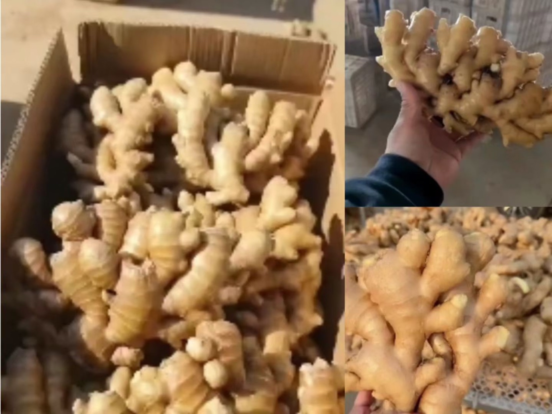 两张并列摆放的根茎类植物样本:左侧为大黄姜,表面深黄褐色,形状不规则,有明显须根痕迹;右侧为普通生姜,颜色偏浅黄,块状分枝明显;两者旁边放置一把比例尺以作大小对比 大黄姜药材与常见生姜对比图