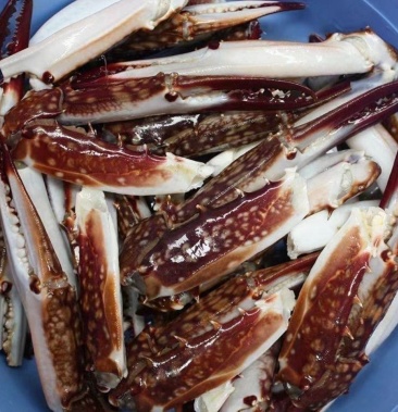 [蟹钳批发]蟹钳梭子蟹蟹钳醉蟹钳鲜活梭子蟹蟹钳价格300.