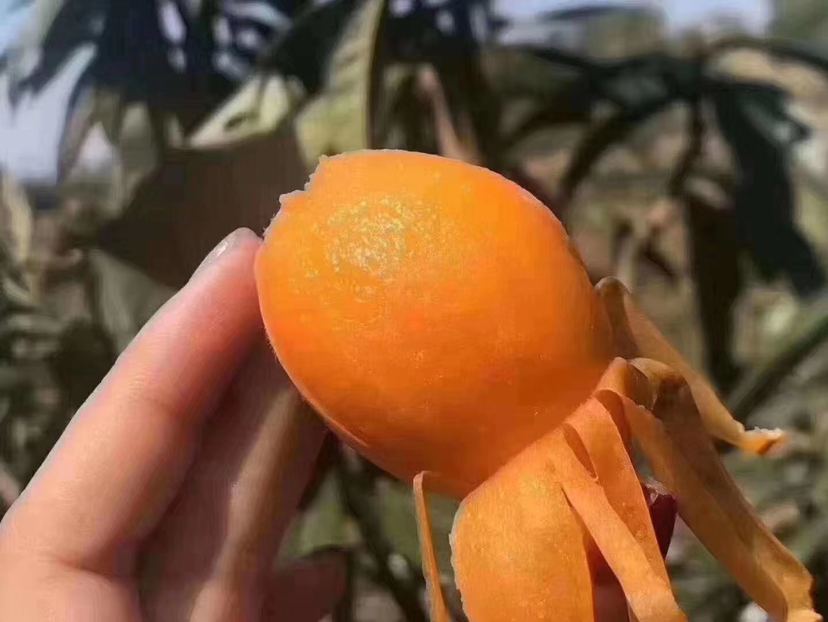 枇杷籽加工产品展示图