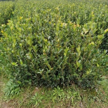 湘林系列，三华系列油茶苗，大量供应，提供各种规格品系