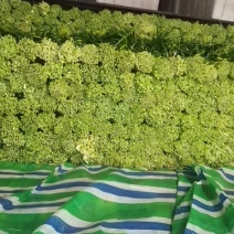 无公害食品精品蒜苔