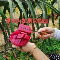 火龙果苗