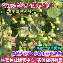 手捻葫芦种子迷你小葫芦籽手捻瓢文玩葫芦种子葫芦苗秧种子