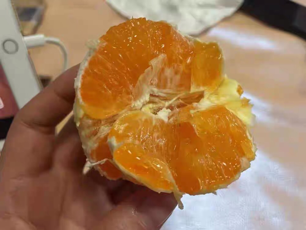 高清特写展示黑脐橙的深色果皮与饱满果肉 黑脐橙果实特写