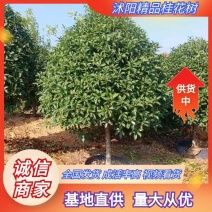 精品桂花2---25公分杆子直帽子园基地直发