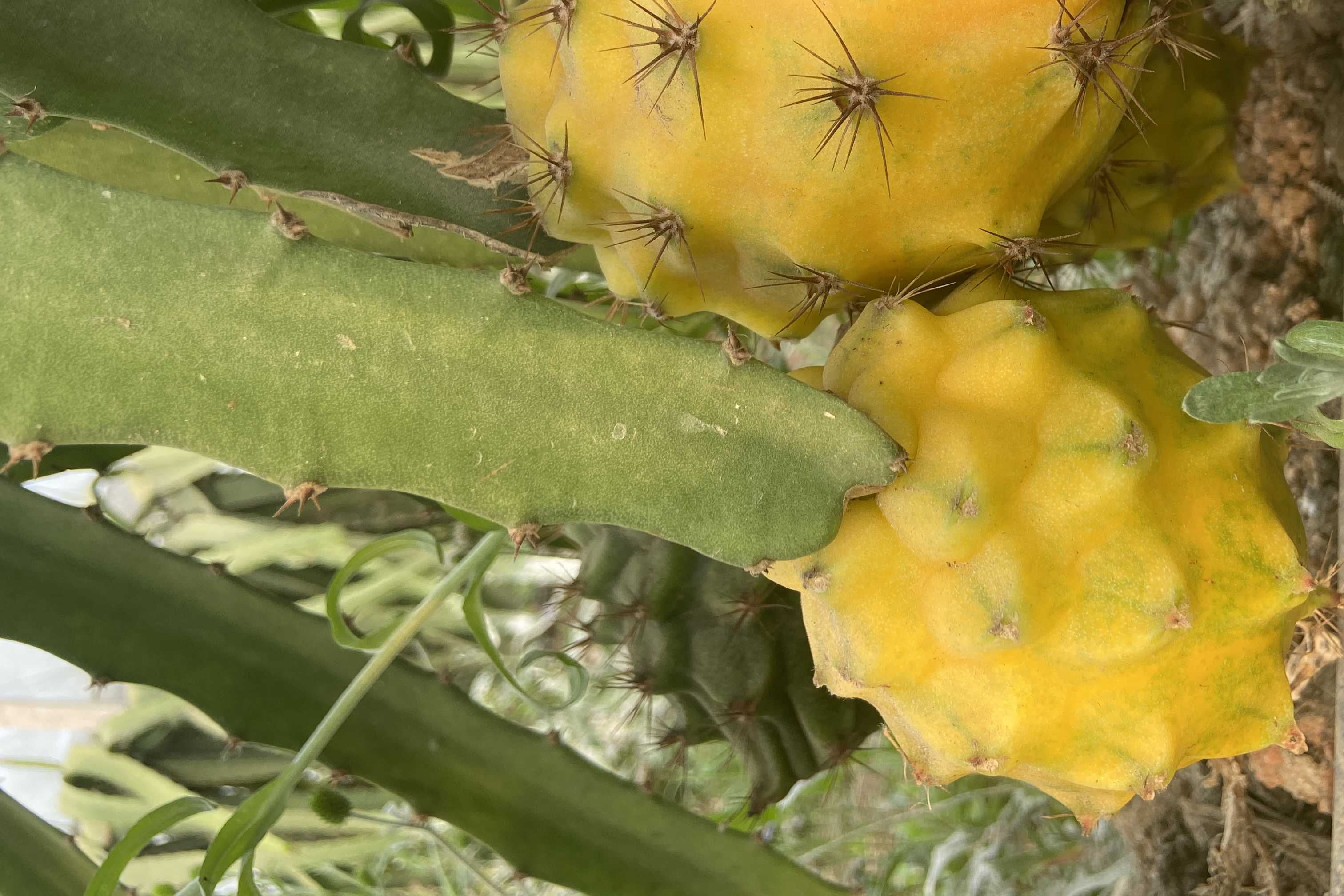 百香果与刺梨对比图