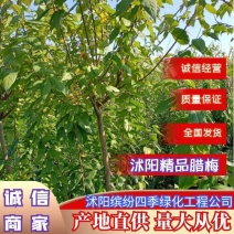 腊梅丛生腊梅1—8公分丛生80—3米冠幅基地直供