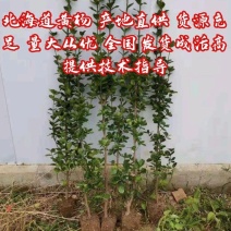 北海道黄杨1—2米支持视频看货量大从优耐冻联系