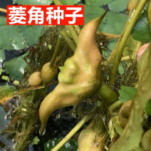 正宗洪湖大青菱角种子菱角苗子发芽率高个头大
