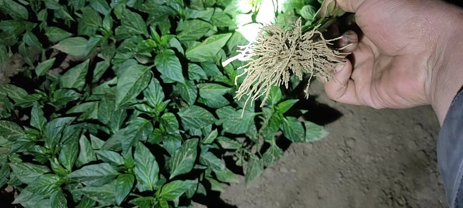 图片说明:专业螺丝椒种子公司提供的种子展示与标准化包装,确保种子品质与运输安全 螺丝椒种子展示与包装