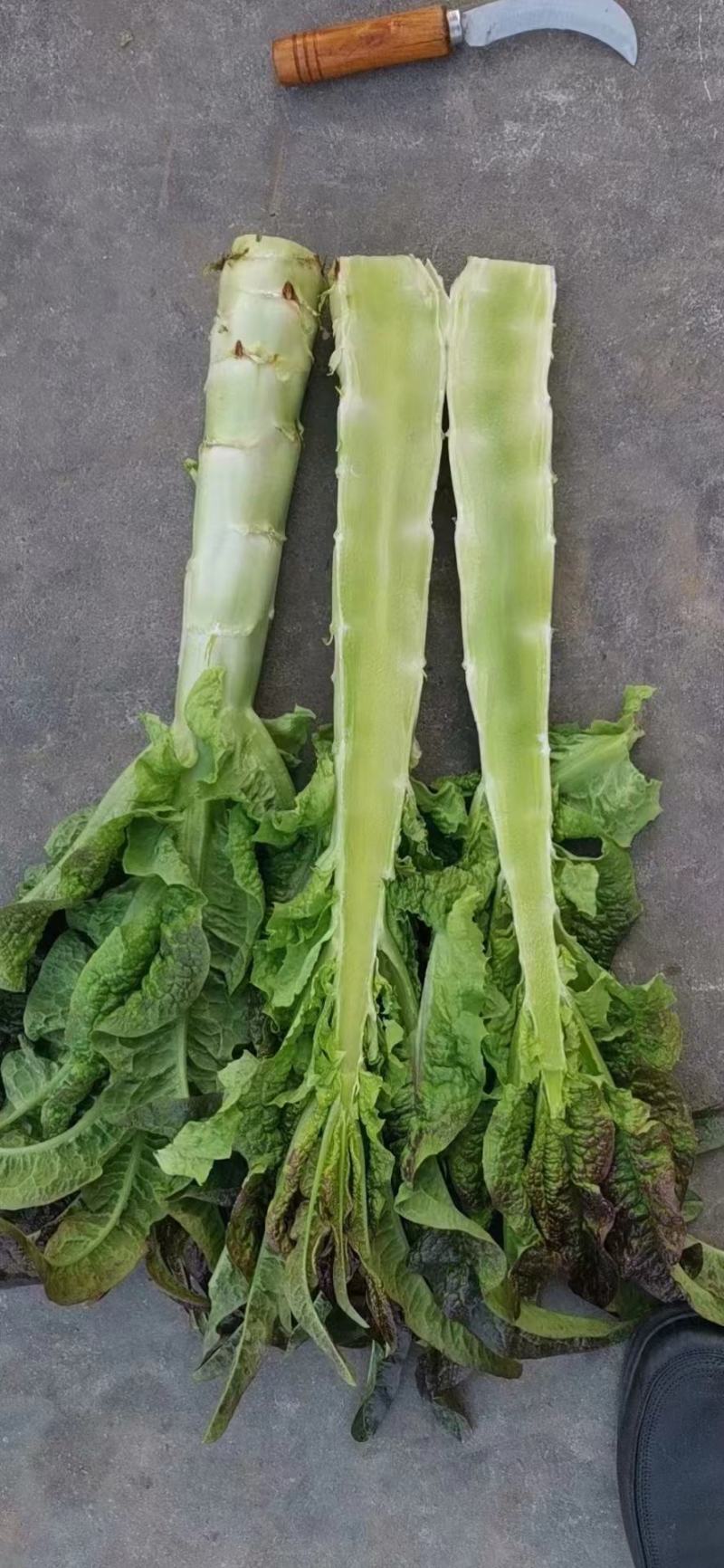 优选莴笋红叶莴笋产地直发诚信代收鲜货供应量大从优
