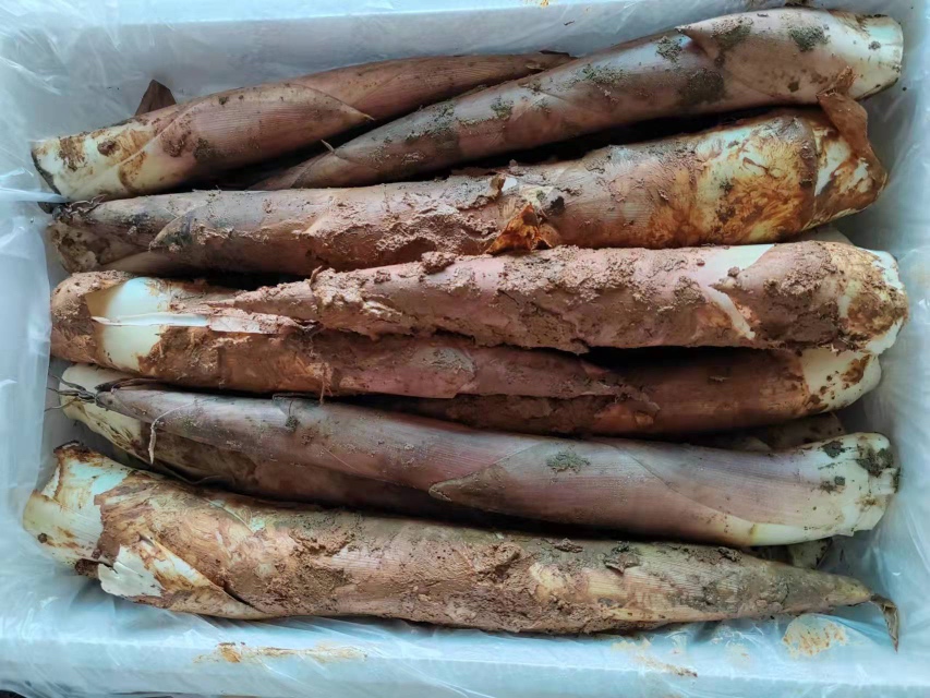 新鲜雷竹笋整体特写,展示浅黄褐色外皮、紧凑鳞片和饱满笋体,根部带有湿润泥土,背景为春季竹林环境 雷竹笋特写