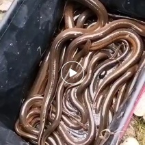 黄鳝鲫鱼等