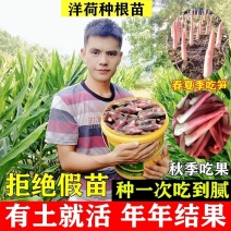 阳荷姜种苗种根洋荷苗杨和种子红洋荷白洋菏