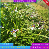 巴西鸢尾小苗基地直销量大从优诚信经营