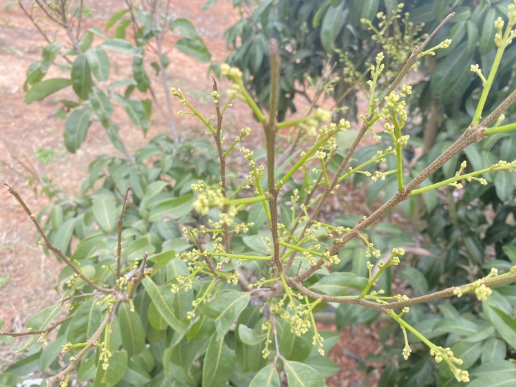 一组桂味荔枝花穗从初期花芽膨大、现蕾、抽穗到开花前的连续发育图像,标注各阶段时间节点与典型特征,包括花序长度、颜色变化、小花开放顺序等,用于指导农户识别正常来花进程 桂味荔枝花穗发育阶段对比图