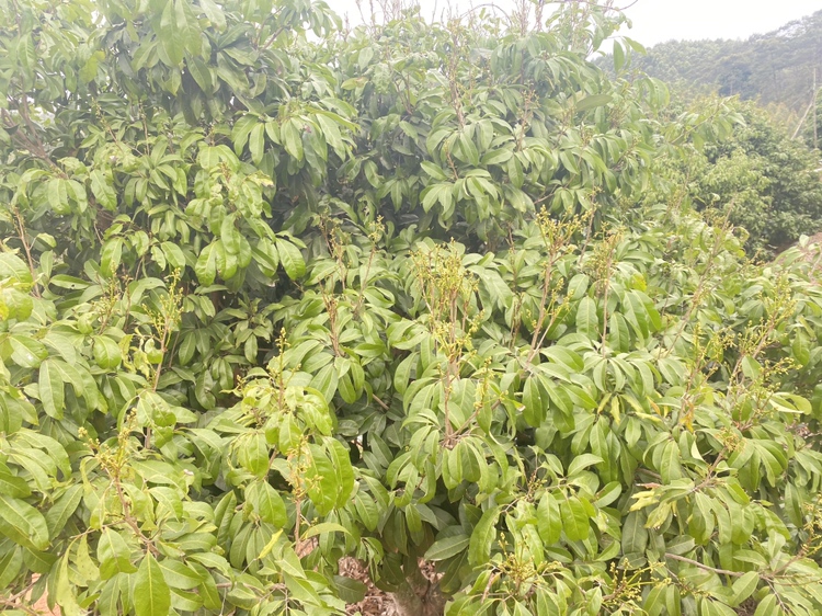 高州最老荔枝树树干微观特写:展示1300年古荔典型衰老特征与顽强生命力共存状态,包括纵深裂纹、再生气生根、附生苔藓及现代物联网监测装置,凸显‘古树新生’科技保护成果 高州最老荔枝树特写细节图:聚焦树干局部,清晰呈现灰褐色厚重树皮上的纵向深沟与横向龟裂纹路,缝隙中钻出嫩绿气生根,附着少量青苔与蕨类,右下角可见嵌入树体的不锈钢监测传感器节点