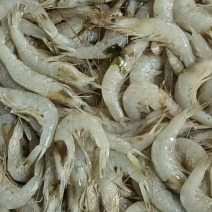草虾羊毛虾，货源充足，体量大，质优价廉