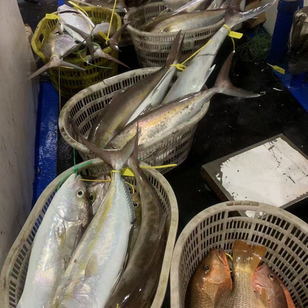 [章红鱼批发]广东珠海香洲区章红鱼 45.00元/斤章红 海钓章 _ 一亩田