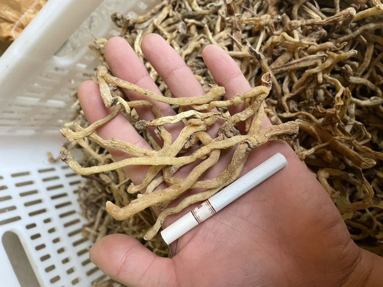 科研对照场景摄影:模拟植物活性成分基础检测流程,突出小叶茼蒿(食用安全级)与小叶紫檀(药用/材用级)在物质基础层面的根本差异,液体颜色、容器类型、仪器配置均体现专业区分逻辑 实验室场景对比图:左侧培养皿盛放新鲜小叶茼蒿汁液(翠绿色,pH≈6.8),右侧试管盛放小叶紫檀乙醇浸出液(深橙红色,经紫外灯照射显强荧光),背景为显微镜、pH计与木材放大镜等检测设备