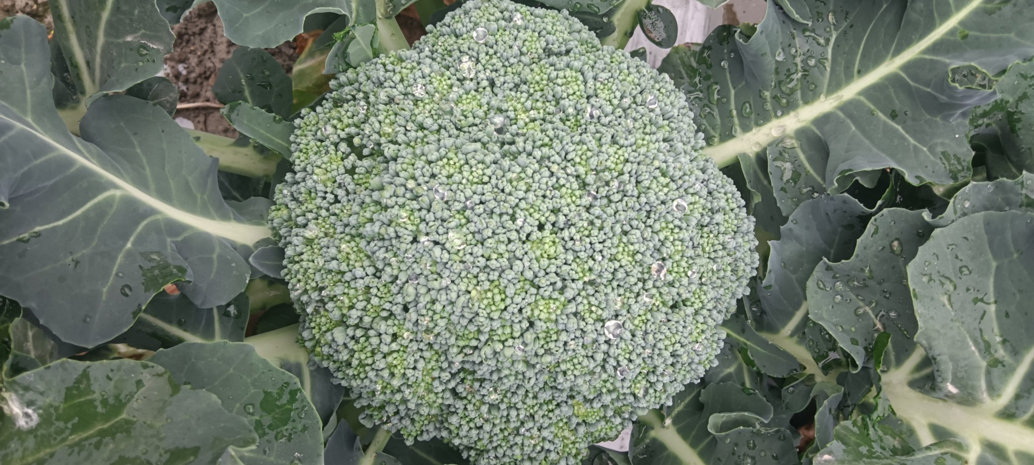 高萝卜硫素西兰花芽苗显微特写,展示最佳采收期形态特征 西兰花芽苗特写:嫩绿饱满的48小时芽苗,表面覆有细微水珠,背景为浅灰实验室台面,突出芽体顶端淡黄色子叶与深绿胚轴的鲜明对比