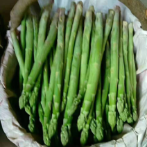穴盘杂交一代芦笋苗批发零售，量大优惠，免费技术指导