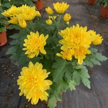 黄菊花盆栽花苗乒乓菊荷兰菊四季花卉阳台庭院楼顶观花