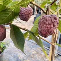 以色列红释迦苗